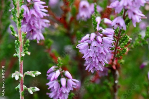 Lüneburger Heide