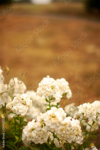 Fototapeta Naklejka Na Ścianę i Meble -  bouquet of white flowers on green background