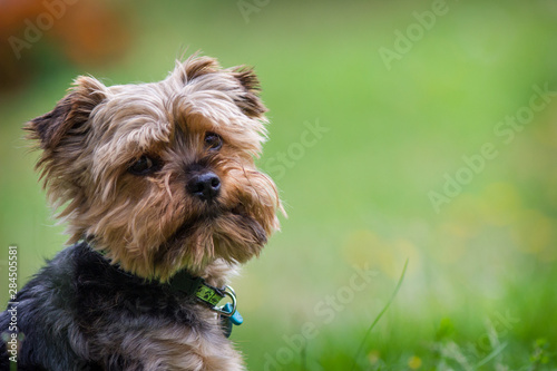 yorkshire dog portrait