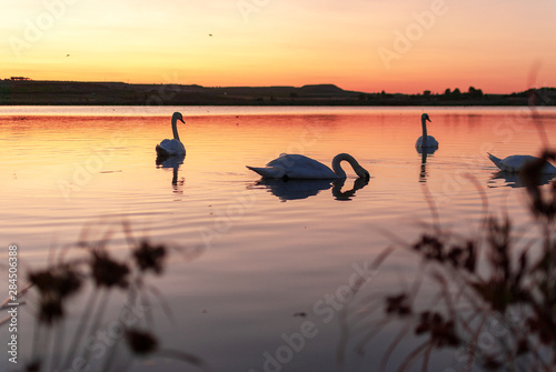Fototapeta Naklejka Na Ścianę i Meble -  silhouette of swans on lake at sunset. Gang, group of swans on a lake at sunrise. Utxesa lake