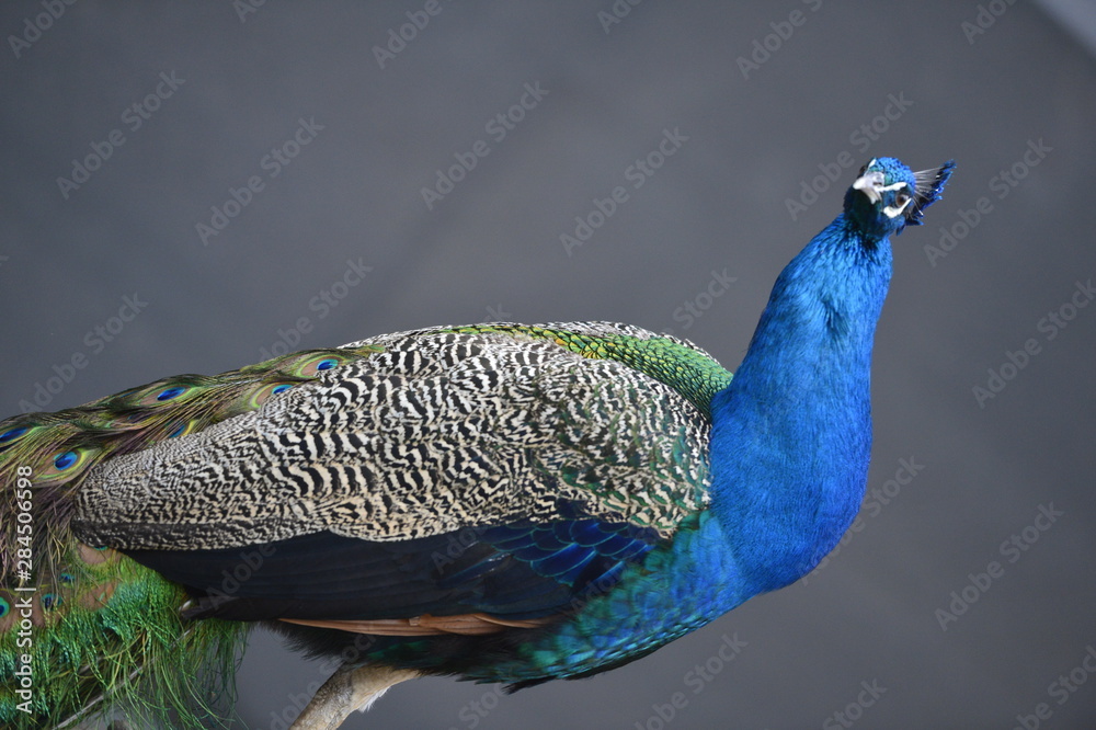 Naklejka premium animal