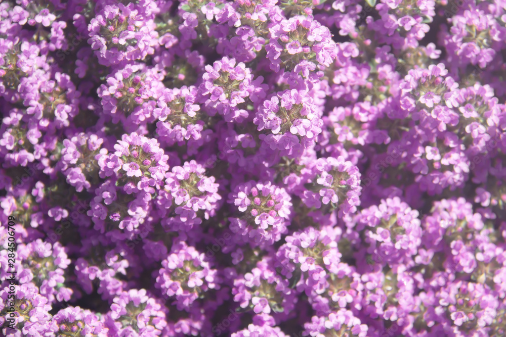 Thymus in bloom. Lilac flowers of Thyme in a summer meadow. Nature background close-up Thymus in bloom. Lilac flowers of Thyme in a summer meadow. Nature background close-up