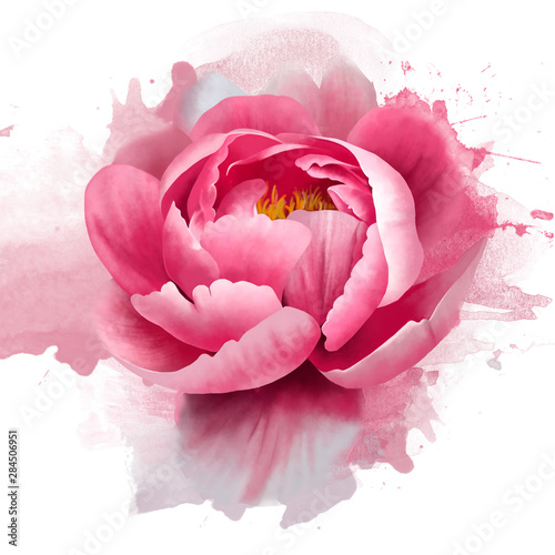 Delicate pink peony with splashes of paint on a white background. Close up. Romantic soft gentle artistic image. Floral background
