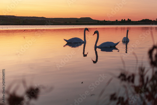 silhouette of swans at sunset. Gang, group of swans on a lake at sunrise. Utxesa lake