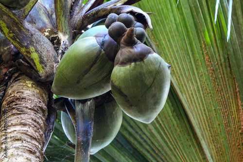 Coco de mer fruit at a seychelles palm tree in UNESCO world natural heritage Vallee de Mai on island praslin