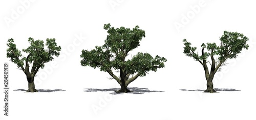 Set of Big Leaf Maple trees in the summer with shadow on the floor - isolated on white background