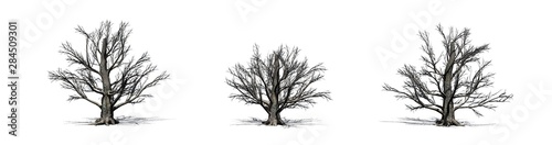 Set of European Beech trees in the winter with shadow on the floor - isolated on white background
