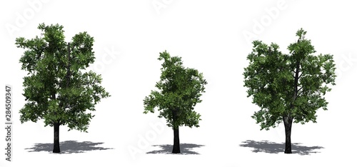 Set of European Linden trees in the summer with shadow on the floor - isolated on white background