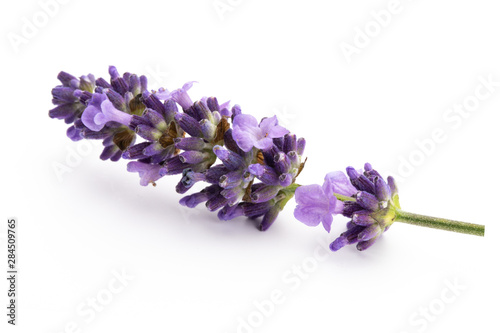 Lavender flowers on a white background.