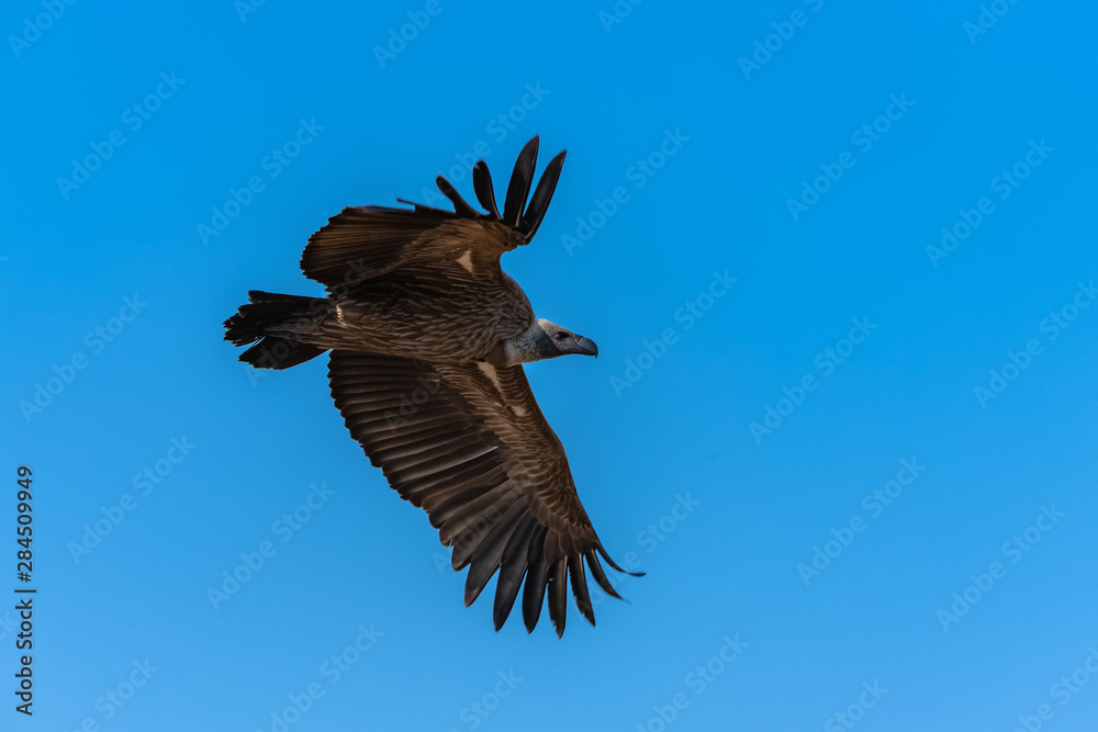 Obraz premium White-backed vulture, Gyps africanus, African bird flying in blue sky
