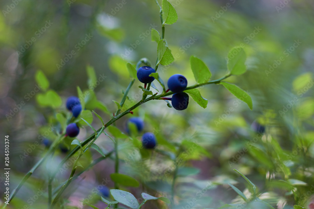 A bush of ripe blueberries in the summer. Gifts of the forest. Healthy natural products. Antioxidant. A bush of ripe blueberries in the summer. Gifts of the forest. Healthy natural products. Antioxidant.