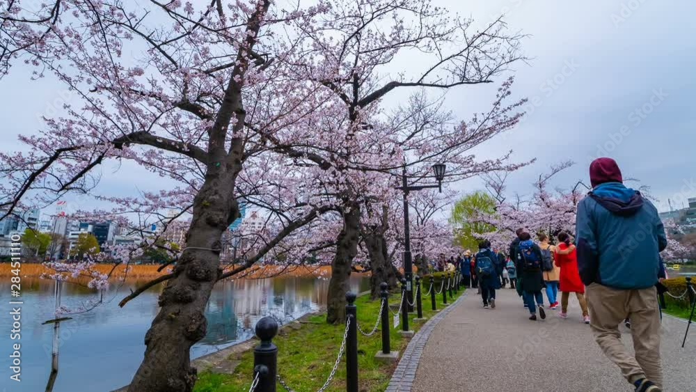 4k Time lapse of Cherry blossom festival at Ueno Park. Ueno Park is one of the best place to enjoy it 4k Time lapse of Cherry blossom festival at Ueno Park. Ueno Park is one of the best place to enjoy it