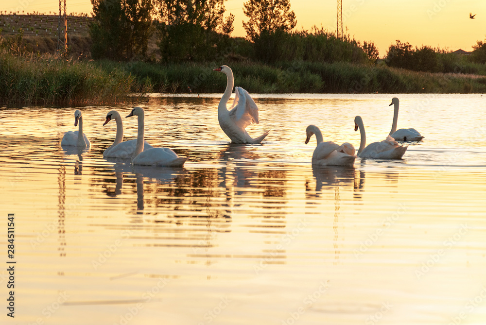Gang, group of swans on a lake at sunrise. Utxesa lake