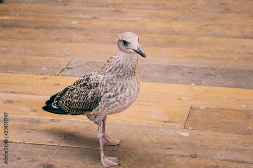 Bird walking on wooden floor near the river