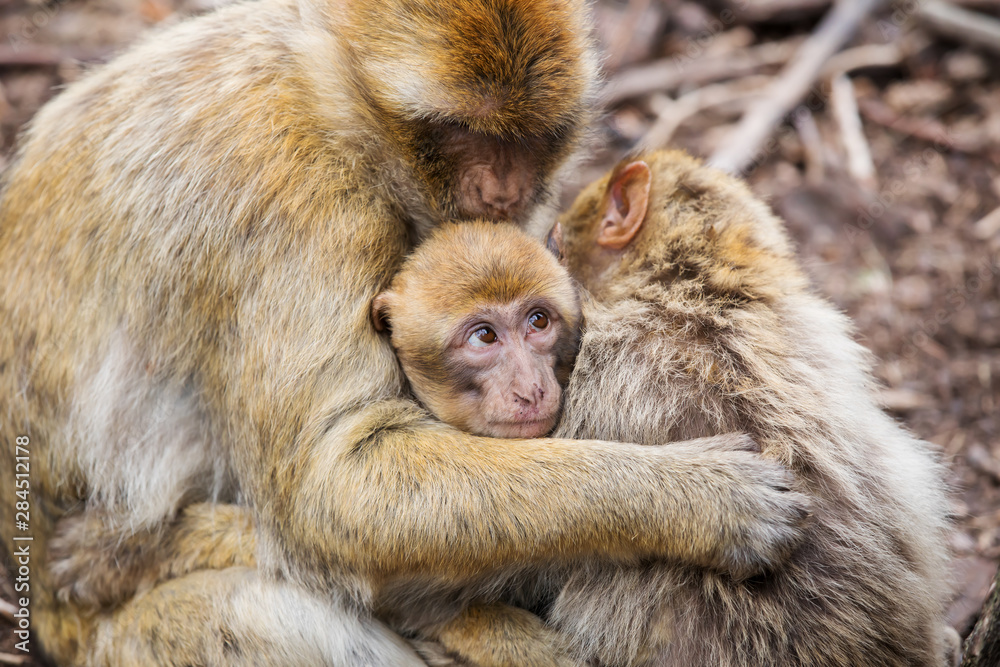 Naklejka premium Barbary macaque (Macaca sylvanus) family with young