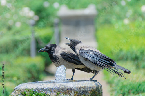 Crows drinking water from the fountain in Rome Italy
