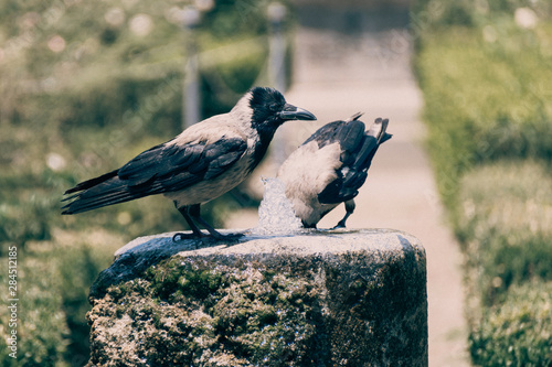 Crows drinking water from the fountain in Rome Italy