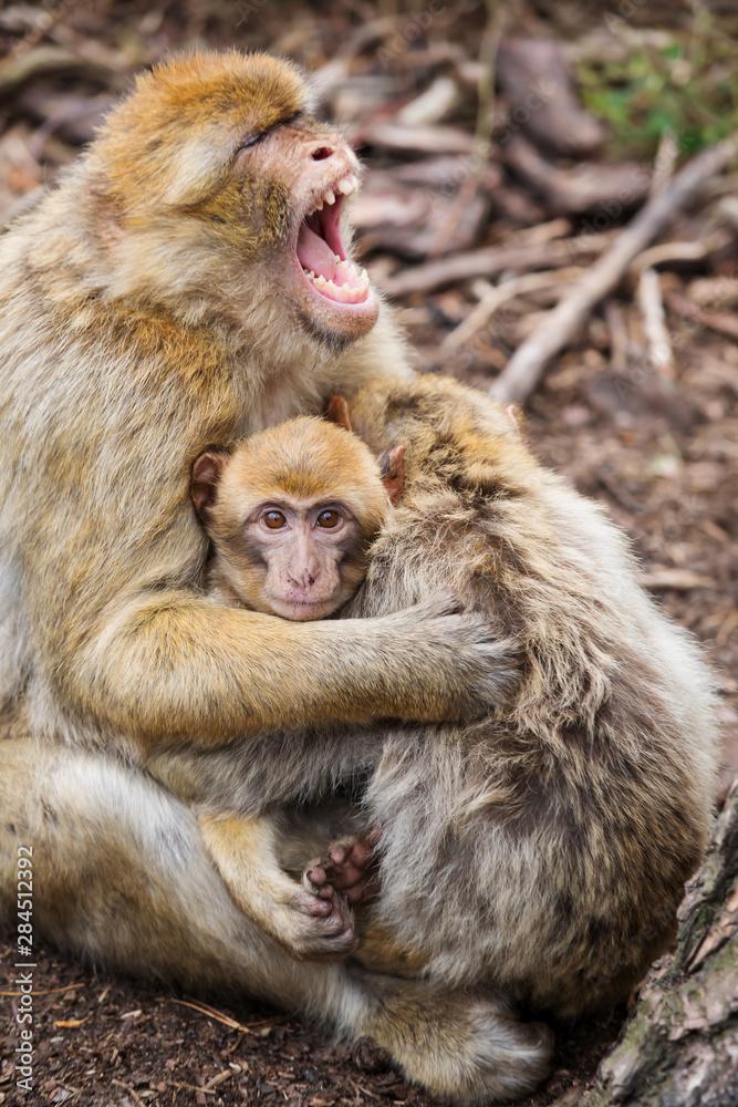 Barbary macaque (Macaca sylvanus) family with young Barbary macaque (Macaca sylvanus) family with young