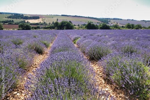 Lavender field in the provence