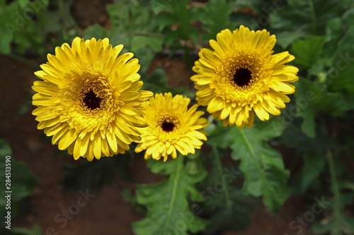 Gerbera flower