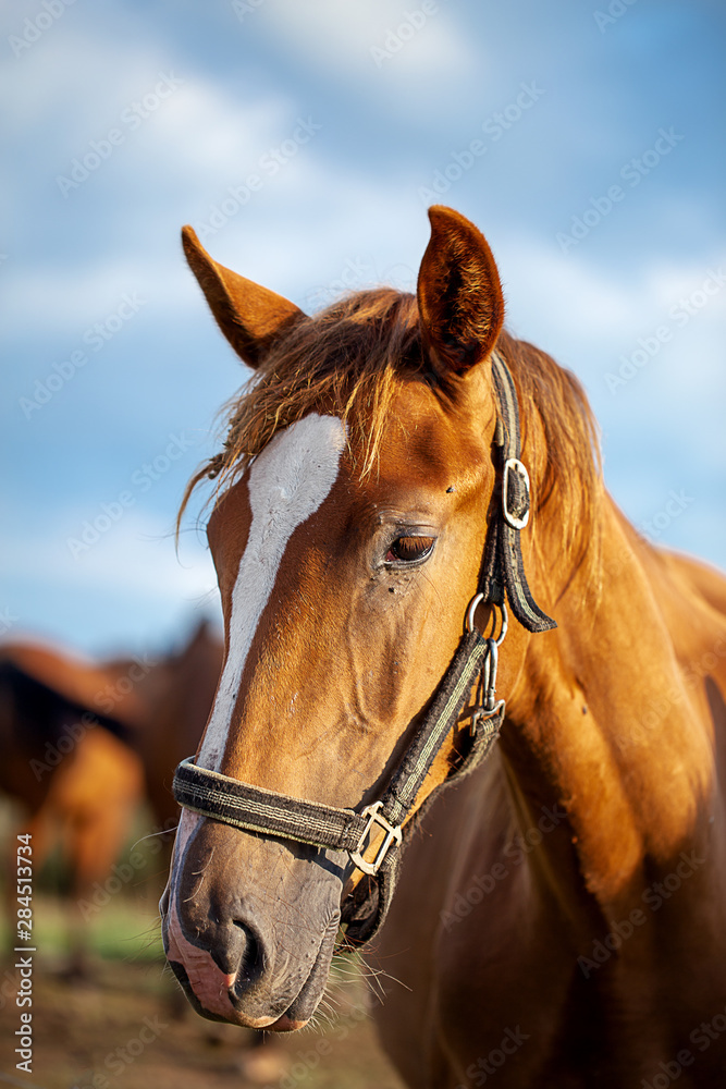  horses in a summer meadow