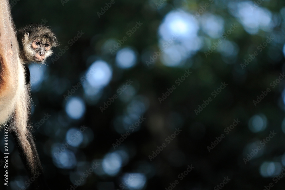 Spider monkeys are New World monkeys belonging to the genus Ateles, you