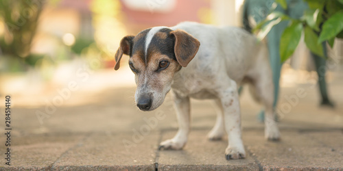Cute old little Jack Russell Terrier dog is at home on the terrace. Doggy is 13 years old
