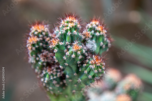 Cactus plants