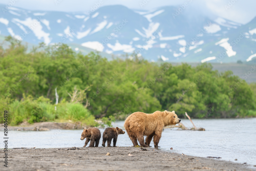Naklejka premium Ruling the landscape, brown bears of Kamchatka (Ursus arctos beringianus)
