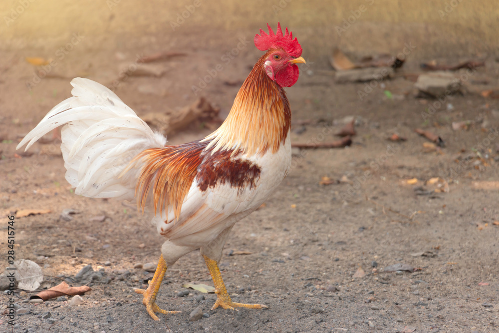Fototapeta premium Outdoor bantam chicken standing on the ground,