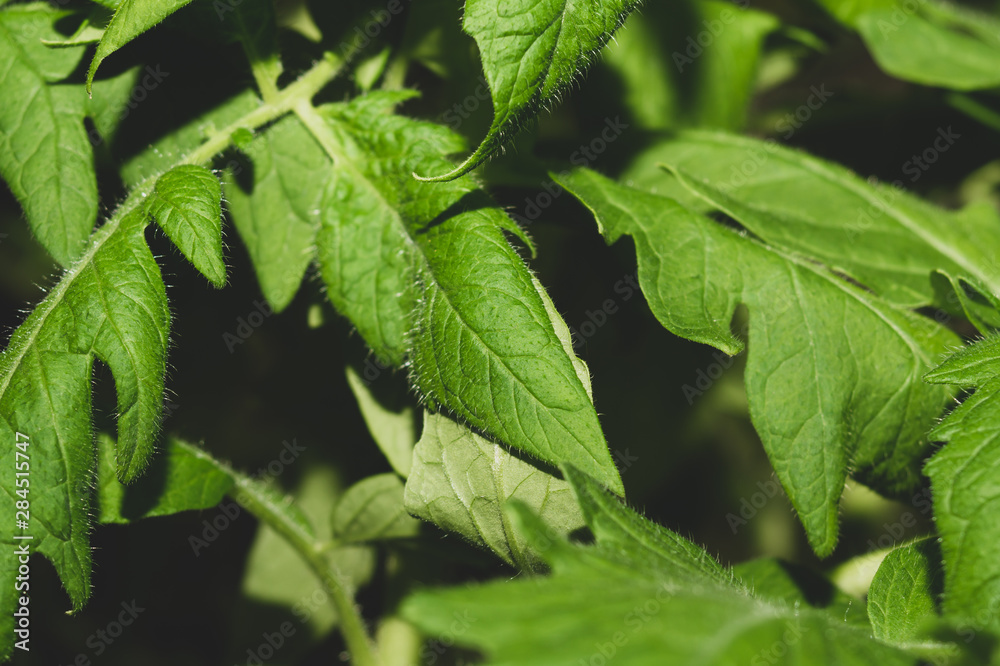 Tomato plant leaves. food growth. organic growing Tomato plant leaves. food growth. organic growing