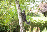 young blue tabby maine coon cat with white paws and fluffy tail climbing up birch tree looking up in the back yard on a sunny summer day