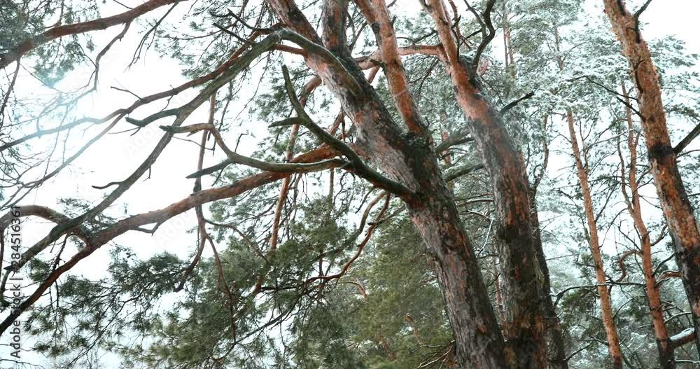 Winter Snowy Forest Park During Snowfall Blizzard. Snowy Mixed Forest