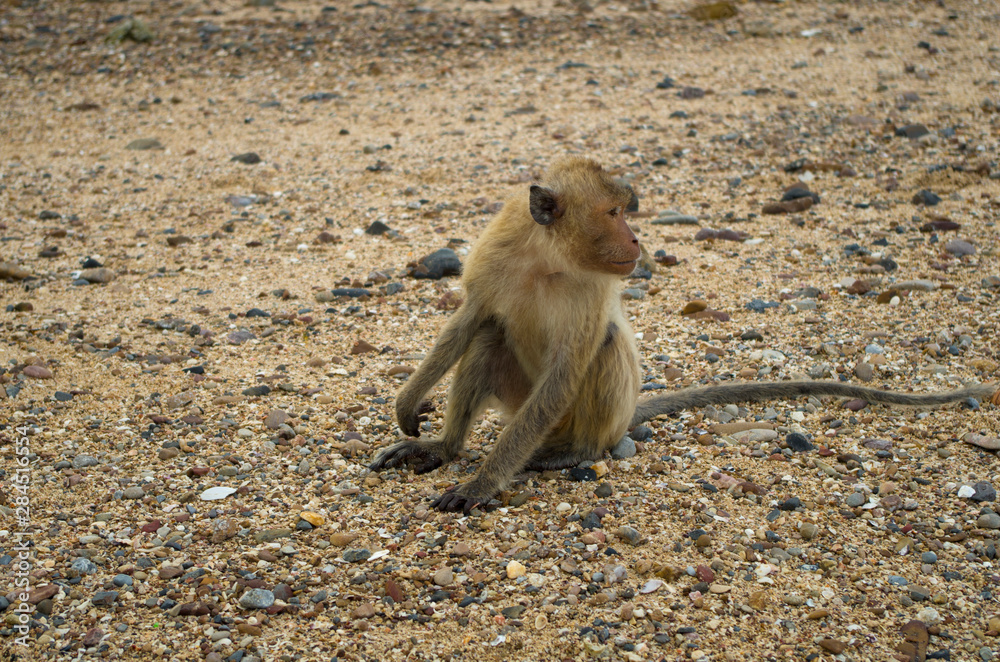 Monkey sitting at the sand