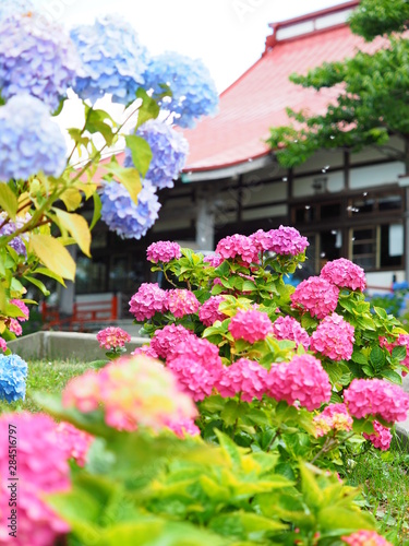 Wallpaper Mural 北海道 あじさい寺 共和町 Torontodigital.ca