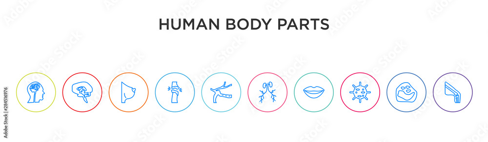 Fototapeta premium human body parts concept 10 outline colorful icons