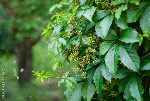 Virginia creeper Parthenocissus quinquefolia var. murorum in the summer garden