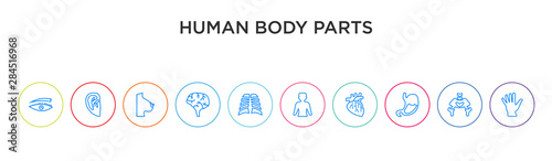 human body parts concept 10 outline colorful icons