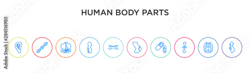 human body parts concept 10 outline colorful icons