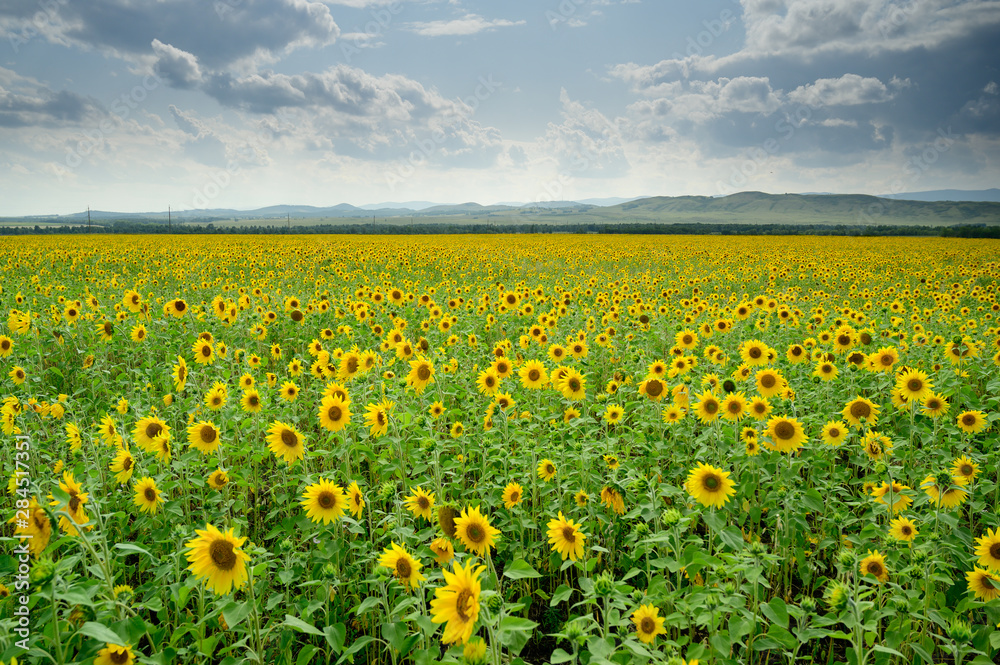 Scenic sunflowers field with cloudy sky Scenic sunflowers field with cloudy sky