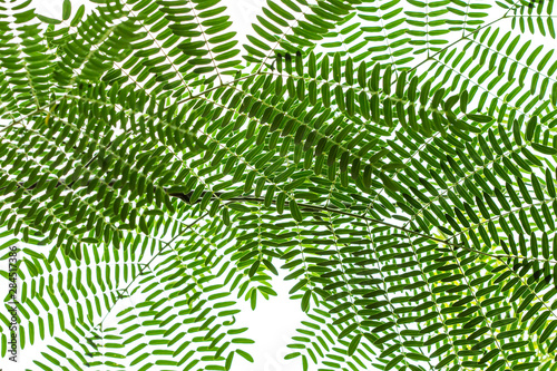 Leaves of small acacia on a white background.