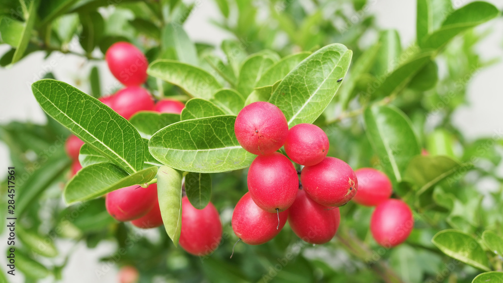 Obraz premium Bengal Currant, Christ's Thorn