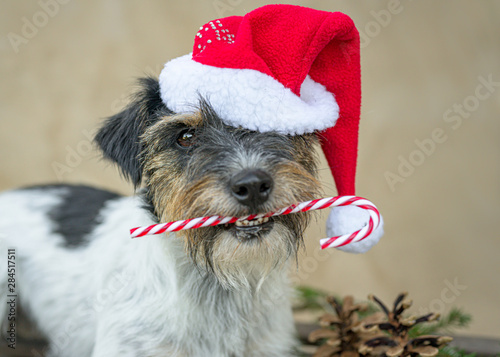 Cute little dog is holding a candy cane in his mouth in front of brown background and is lying on a sledge © Karoline Thalhofer