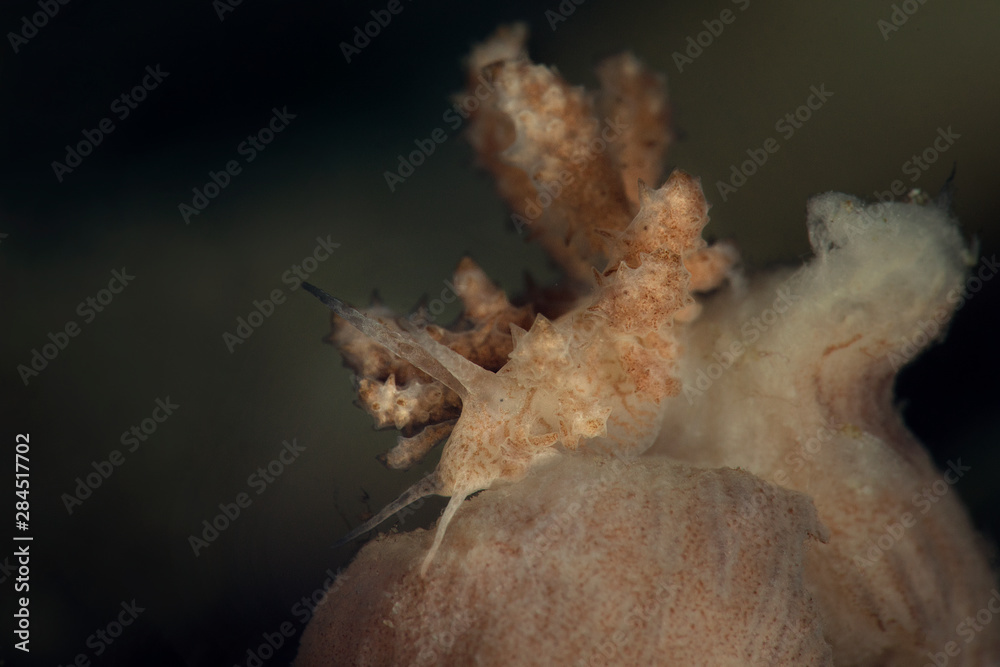 Nudibranch Phyllodesmium koehleri. Underwater macro photography from Romblon, Philippines Nudibranch Phyllodesmium koehleri. Underwater macro photography from Romblon, Philippines