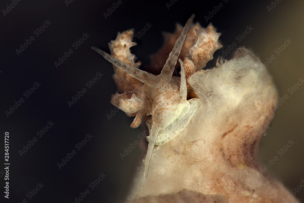 Fototapeta premium Nudibranch Phyllodesmium koehleri. Underwater macro photography from Romblon, Philippines