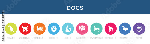 dogs concept 10 colorful icons