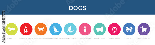 dogs concept 10 colorful icons