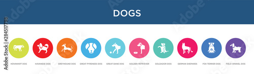 dogs concept 10 colorful icons