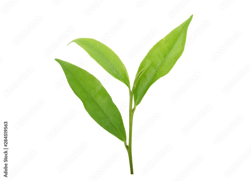 Green tea leaf isolated on white background