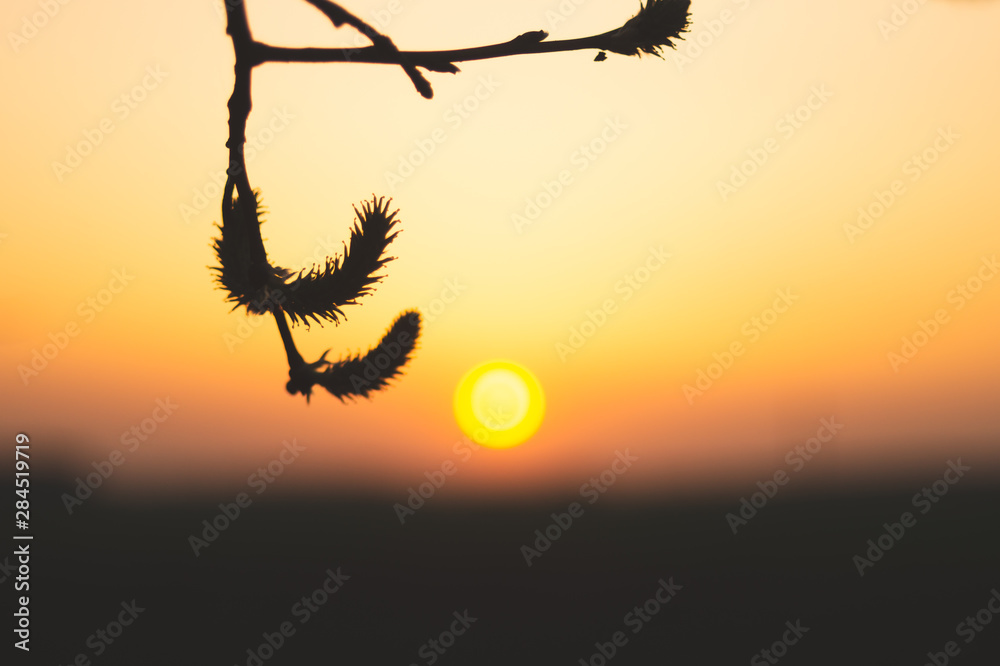 Plant silhouette at golden sunset Plant silhouette at golden sunset